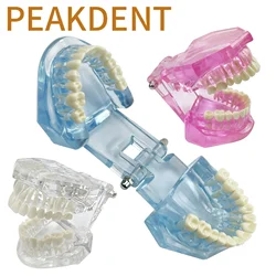 Normal Dental Model Teeth Dental Teaching Model Transparent Blue Pink Dentistry Education And Training Demonstrations
