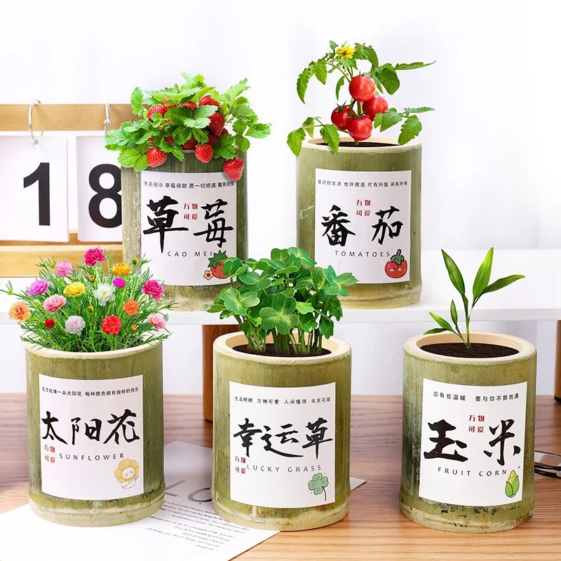 Kindergarten plant  tabletop decoration germinated pot for students children Gift prizes diy mini creative small plants bamboo