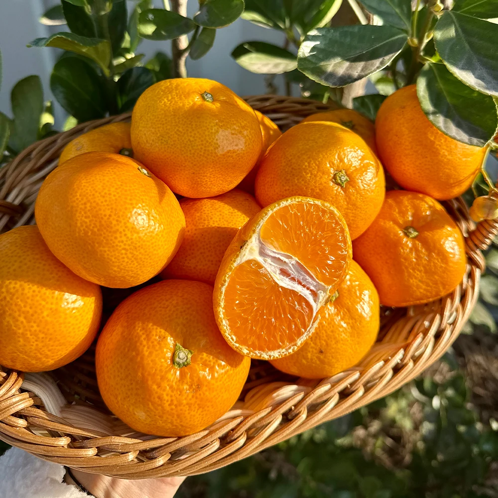 اليوسفي الحلو Jeju Taikhek 5 كجم 10 كجم (بما في ذلك الصندوق)