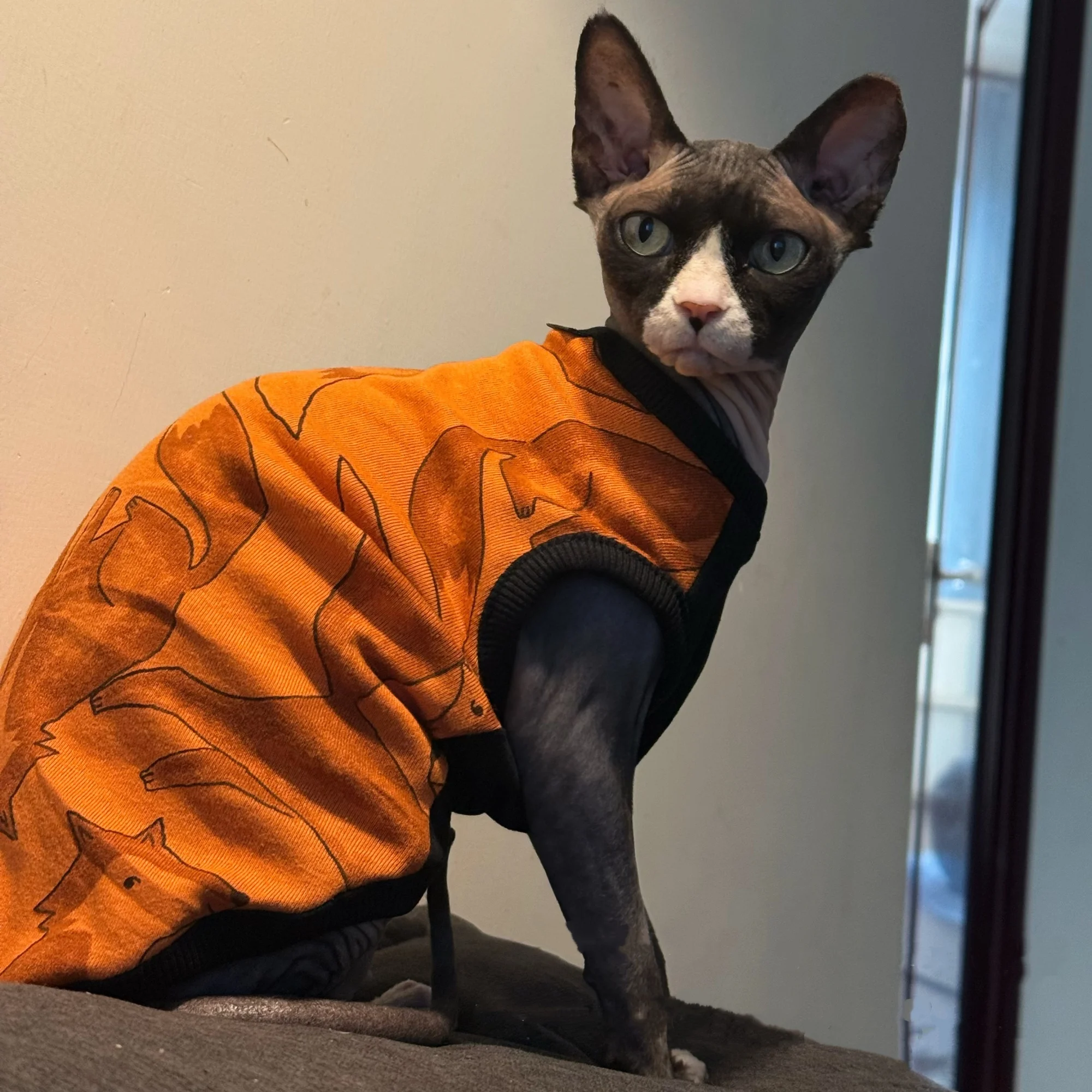 Soft Cotton Base Shirt for Abyssinian Pet Cat in Spring Orange Cartoon Vest for Small Dogs Cute Pajamas for Sphinx Cat in Autumn
