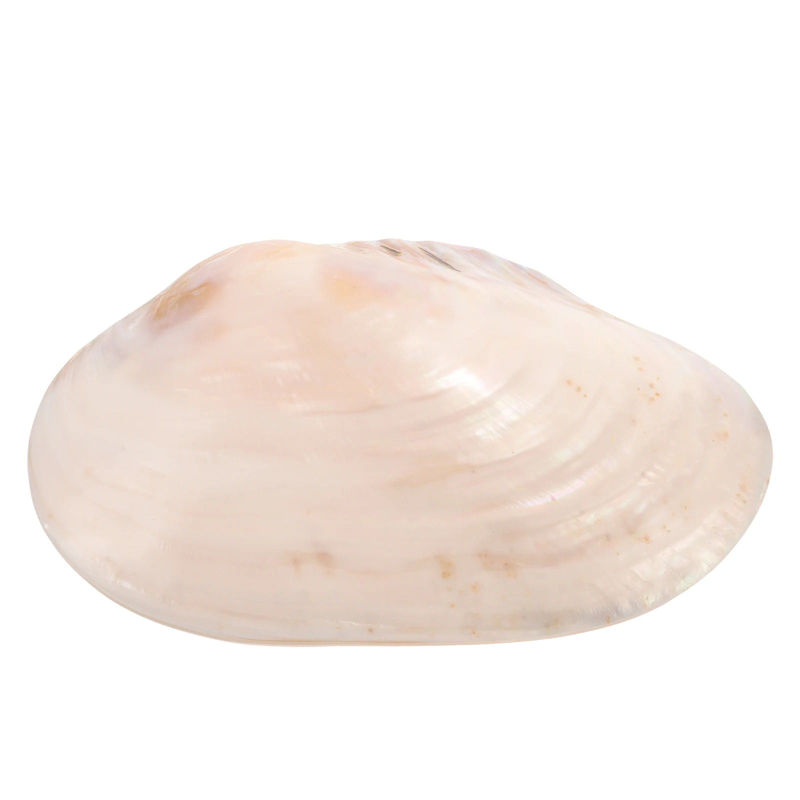 

20 Pearl Conch Shells for Shell Decor For Fish Tank Fish Tank Aquarium Home Decor Clam Adorn Clam Shell Shells Storage