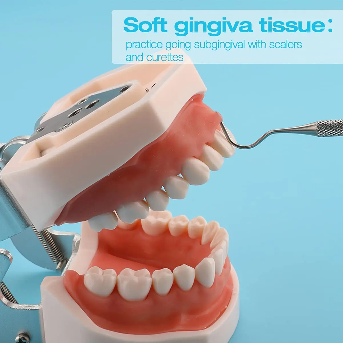 Dental Typodont Teeth Model 28 / 32 Completely Detachable Training Demonstration Model for Dentist Teaching, Practice and Study