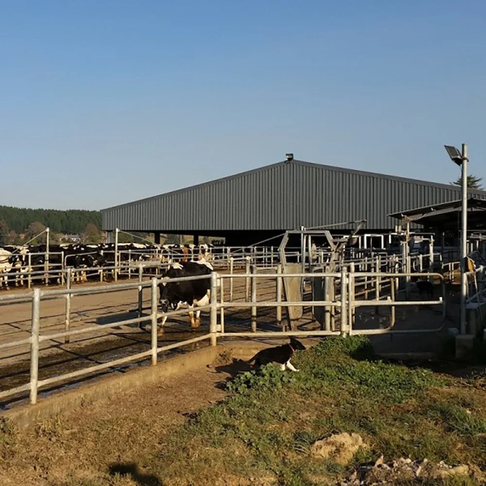 Easy Install Prefabricated Cattle Farming Barn Cow Hangar Shed Steel Structure