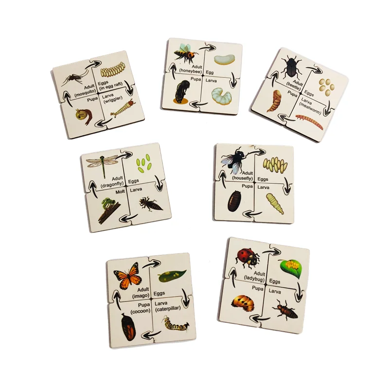 Montessori Life Cycle Puzzles Butterfly/ Honeybee/ Ladybug/ Mosquito/ Dragonfly/ Housefly/ Beetle Biology Materials, Set of 7