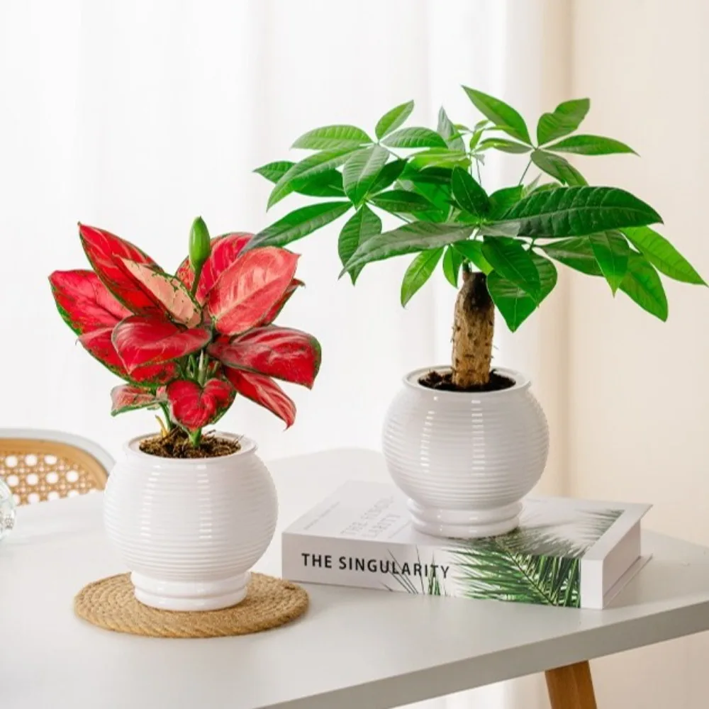 New Self Watering Hydroponic Plants Pot Plastic Removable Mini Succulent Planter Tabletop Vase Office Bonsai Decor