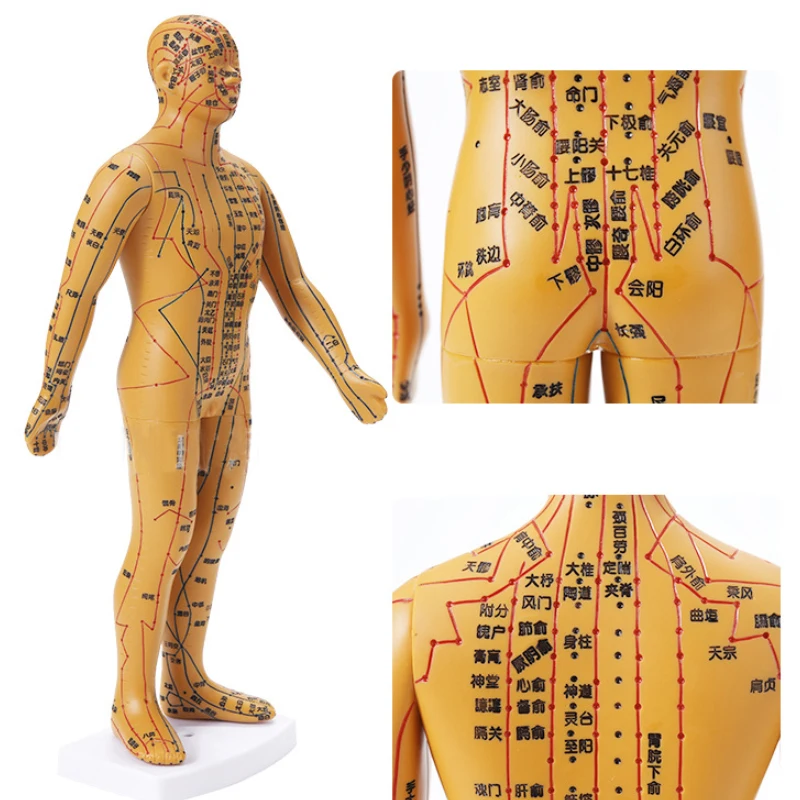 35cm Human Body Acupuncture Model Male Meridians Model Medical Science Teaching Resources Dropshipping