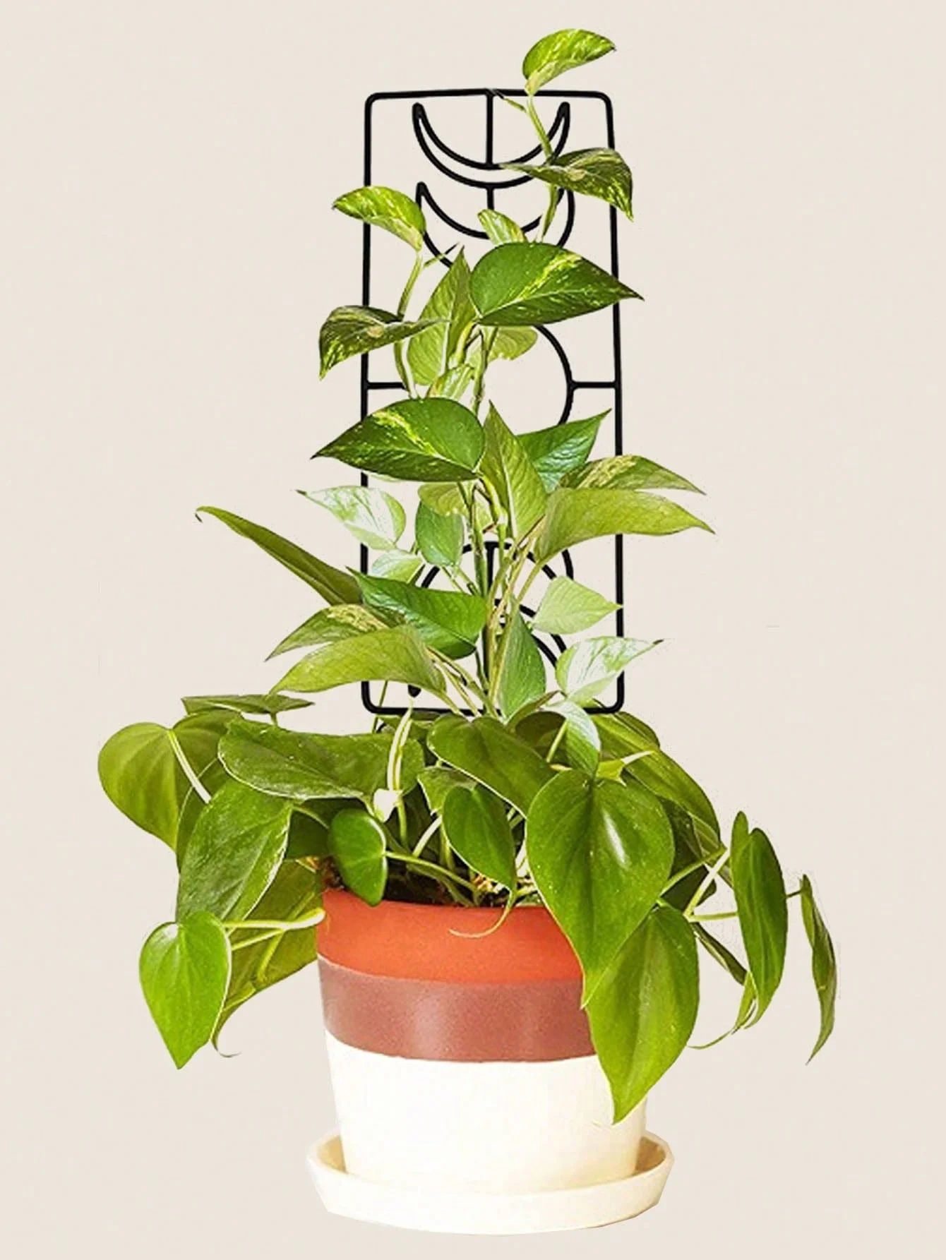 

1pcs Indoor Plant Trellis for Climbing Plants, Black Small 14.1" Garden Potted Plant Metal Wire Trellis for Indoor Houseplants,