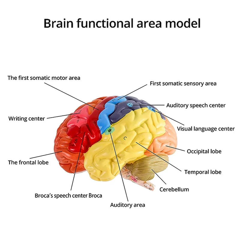 Life Size Human Brain Anatomical Model, Color-Coded Partitioned Brain, 2 Parts, Anatomically Brain Model for Science Classroom