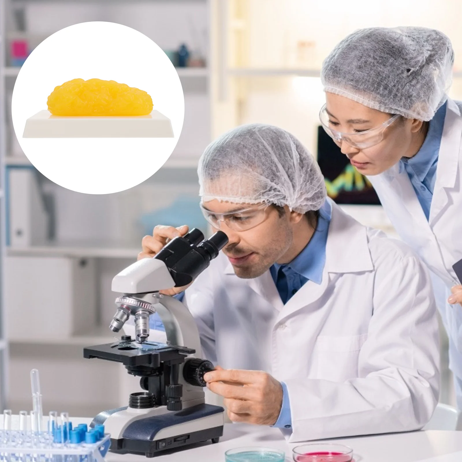 Fat Model Replica 1 Pound Demonstration Device Plastic Anatomical Pillar Student