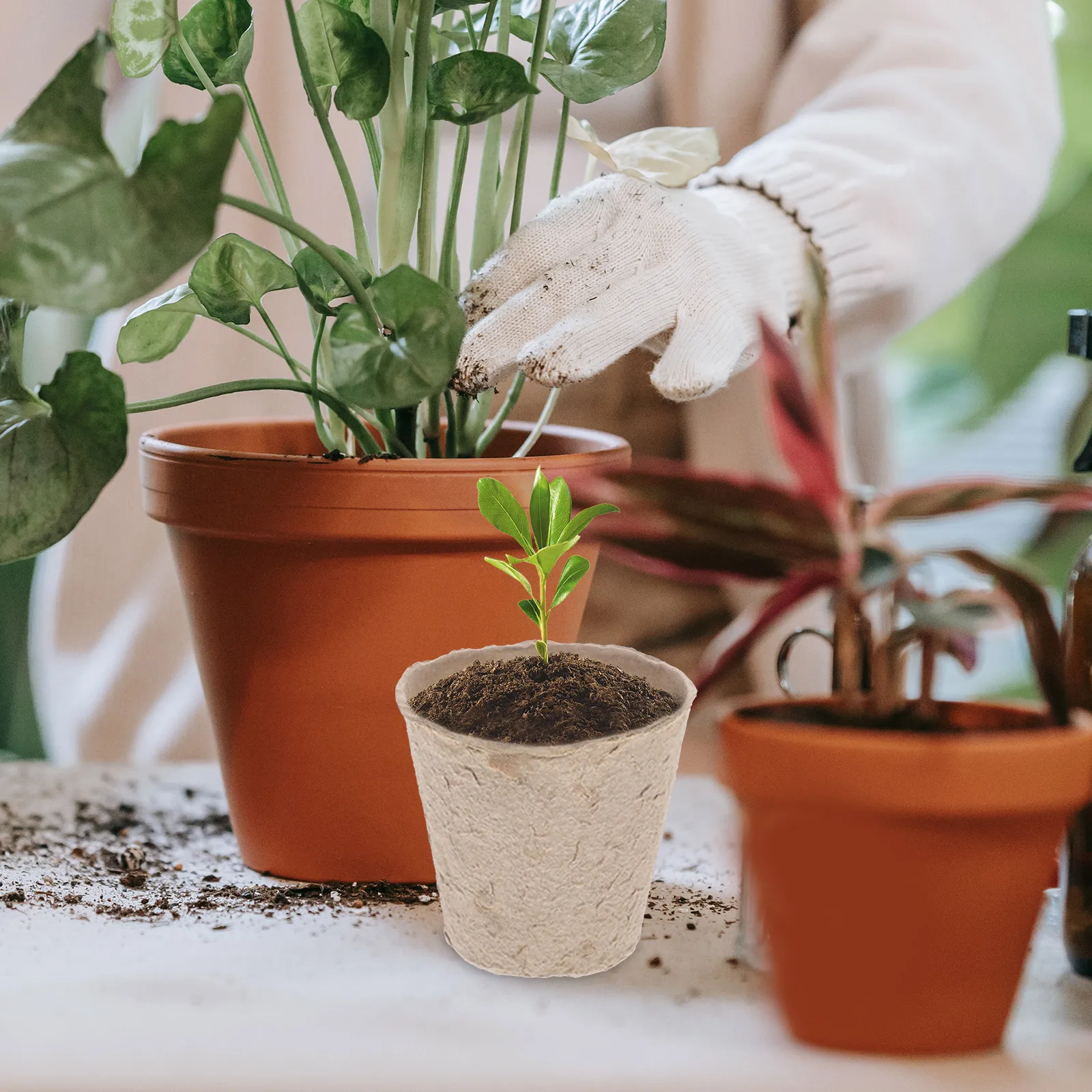 

100Pcs Starter Biodegradable Nursery Cups Peat Pots Seedlings Vegetables Flowers Germination Trays Organic Pulp Disk