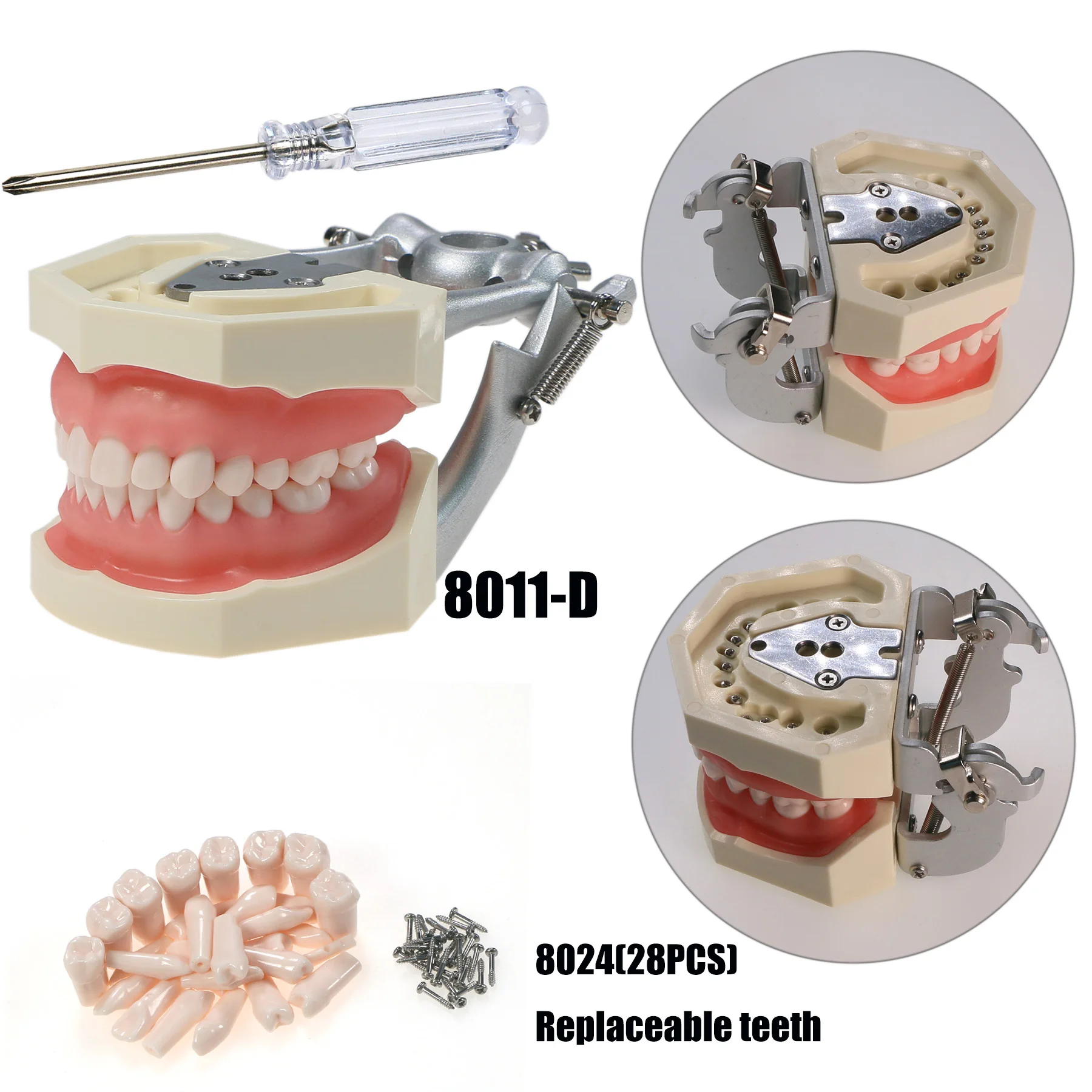 Dental Technician Practice Training Typodont Teeth Model   Kilgore Nissin 28 Teeth with Soft Gum M8011-D M8024