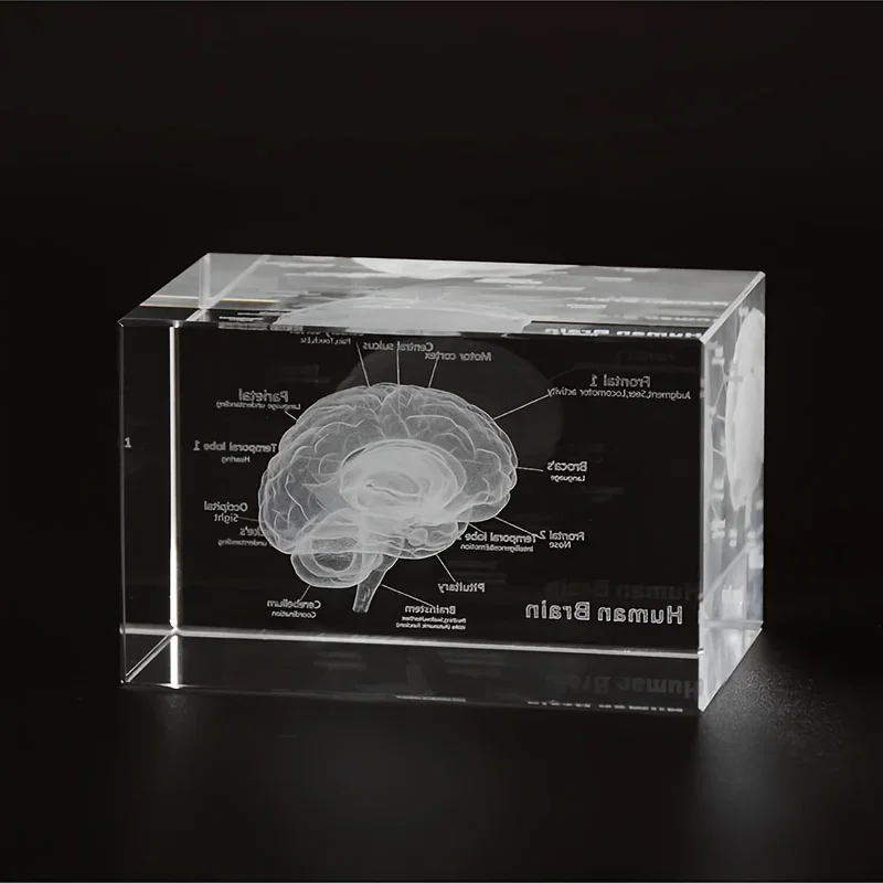 3D Crystal Human Brain Anatomy Model Laser Engraved Neurology Teaching Tool Scientific Gift for Doctors Anatomical Details Decor