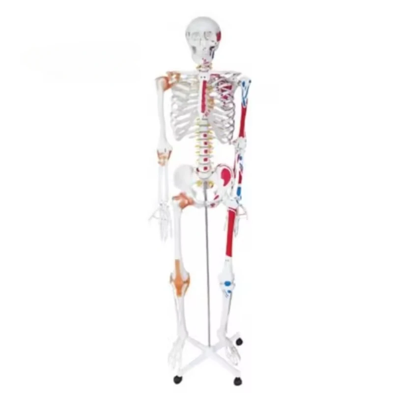 

85cm/170cm/180cm human anatomical skeleton model with ligament, colored human life size skeleton model, plastic