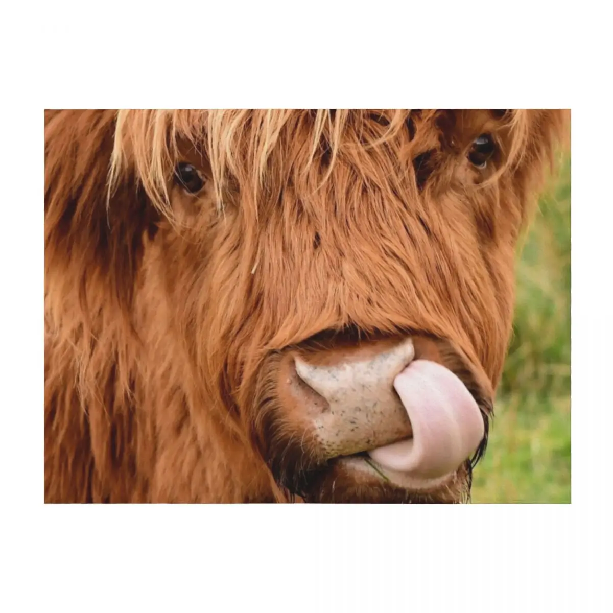 

Tasty, the highland cow Throw Blanket Custom Sofa Throw Thermals For Travel Luxury Blankets