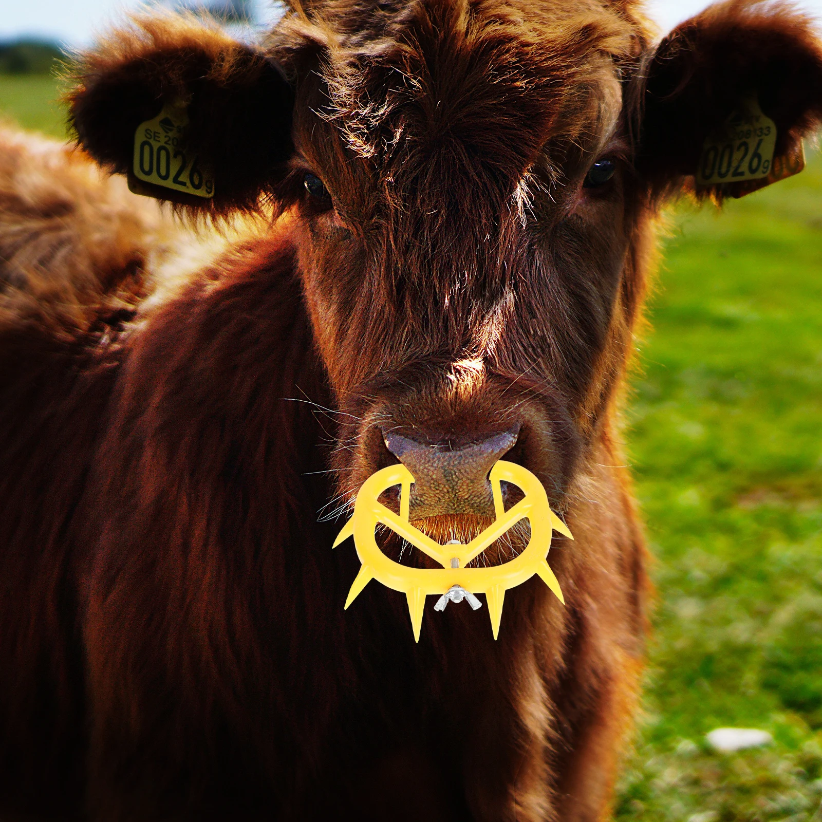 

6pcs Calf Weaner Plastic Cattle Nose Clip PP Material Prevent Sucking Farm Livestock Equipment Weaning Tool Practical Use