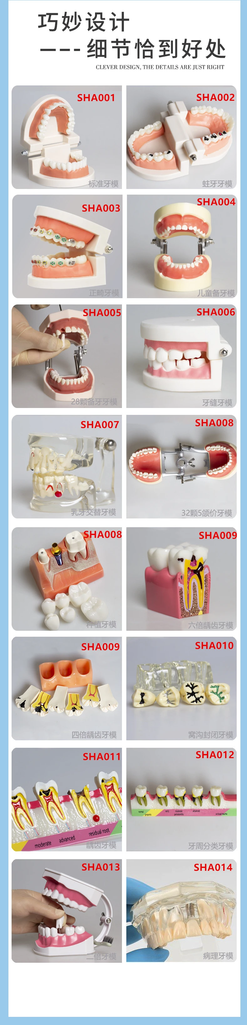 Wiele typów Model dentystyczny zębów dentystyczne modele nauczania badają ortodontyczne usuwalne modele implantów dentystycznych materiał