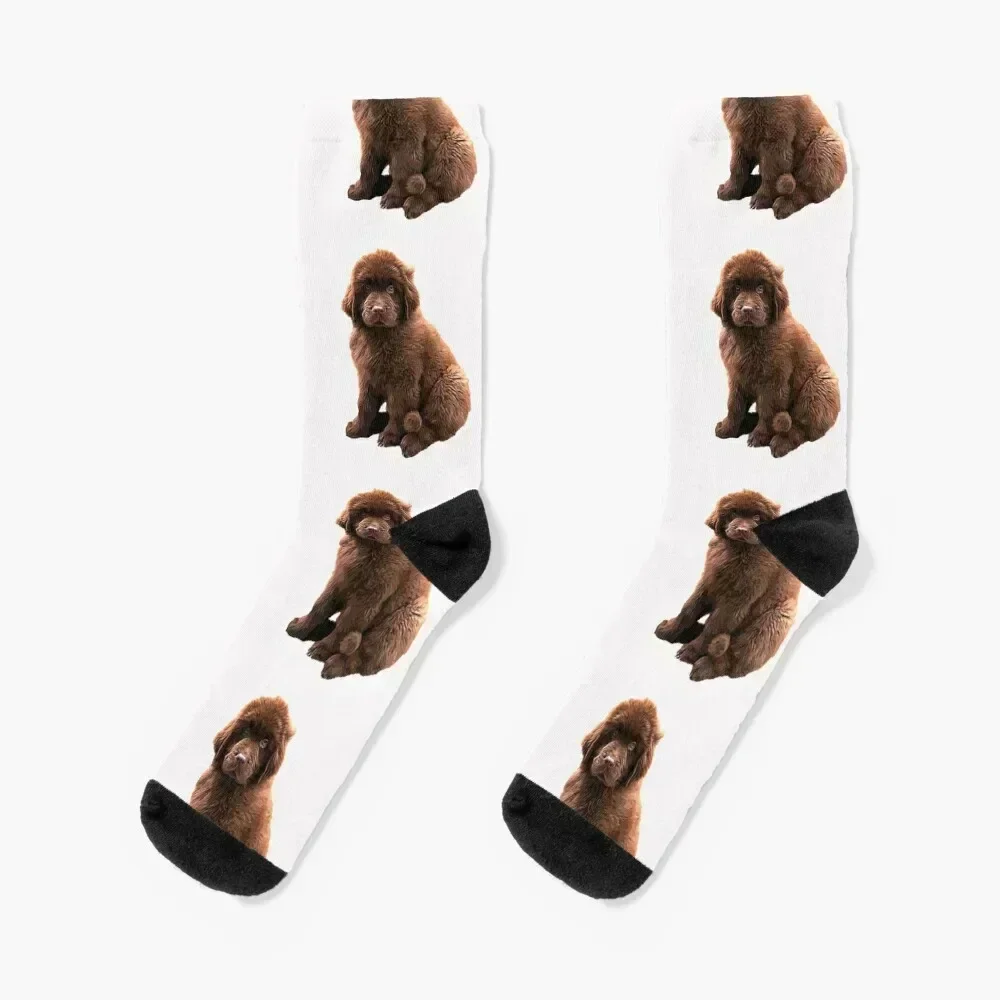 

Newfoundland Chocolate Brown Puppy Dog Socks custom sport designer brand Ladies Socks Men's