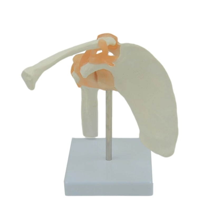 Y1UB Scientific Medical Shoulder Anatomy Model for