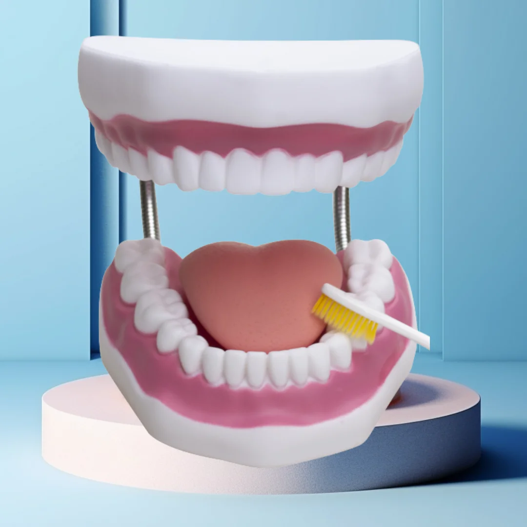 

Dental Six fold Enlarged Dental Model Teaching Brushing Tongue Fixed Dental Model Kindergarten Teaching Dental Model