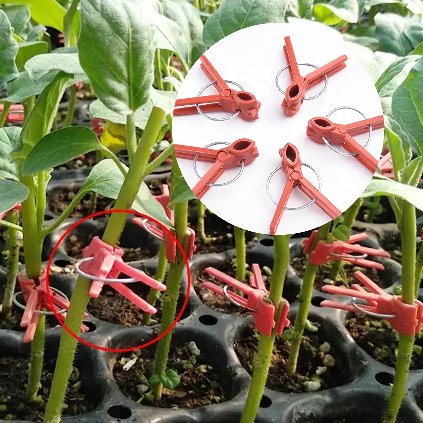 50PCS Plant Grafting Clip Plastic Premium Garden Tools For Cucumber Eggplant And Watermelon Round/Flat Mouth Anti-fall Clamps