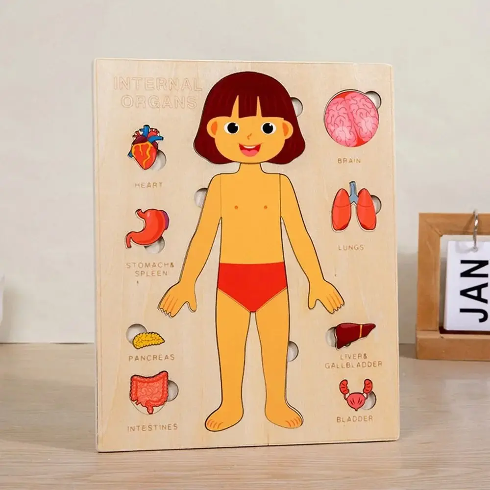 NEW Learning Board Montessori Puzzles Wood Educational Early Education Games Interactive Human Body Puzzle Preschool