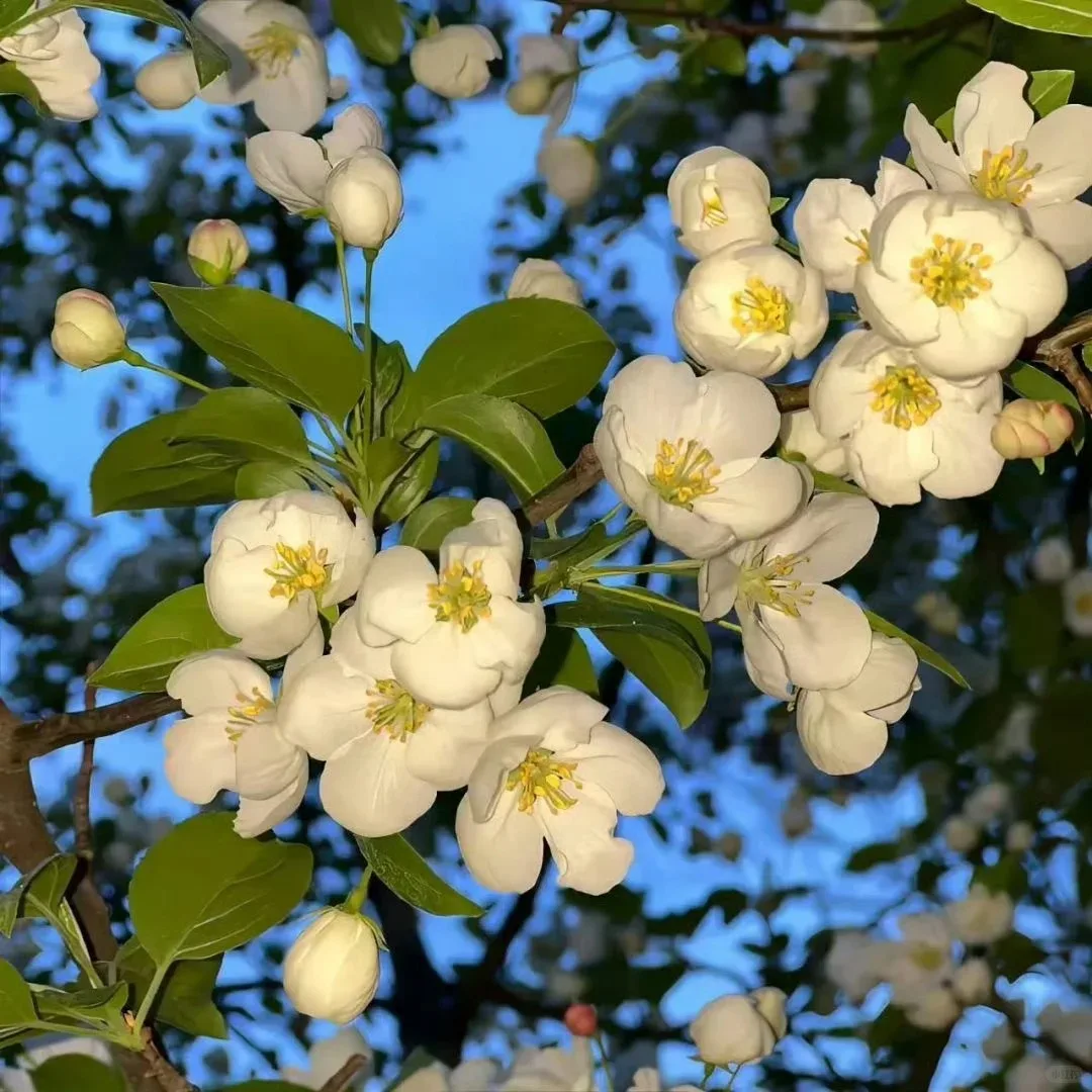 

Car Radio Android 13 For Lexus LS 2016-2020 Multimedia Player GPS Navigation DSP Stereo Carplay Head Unit