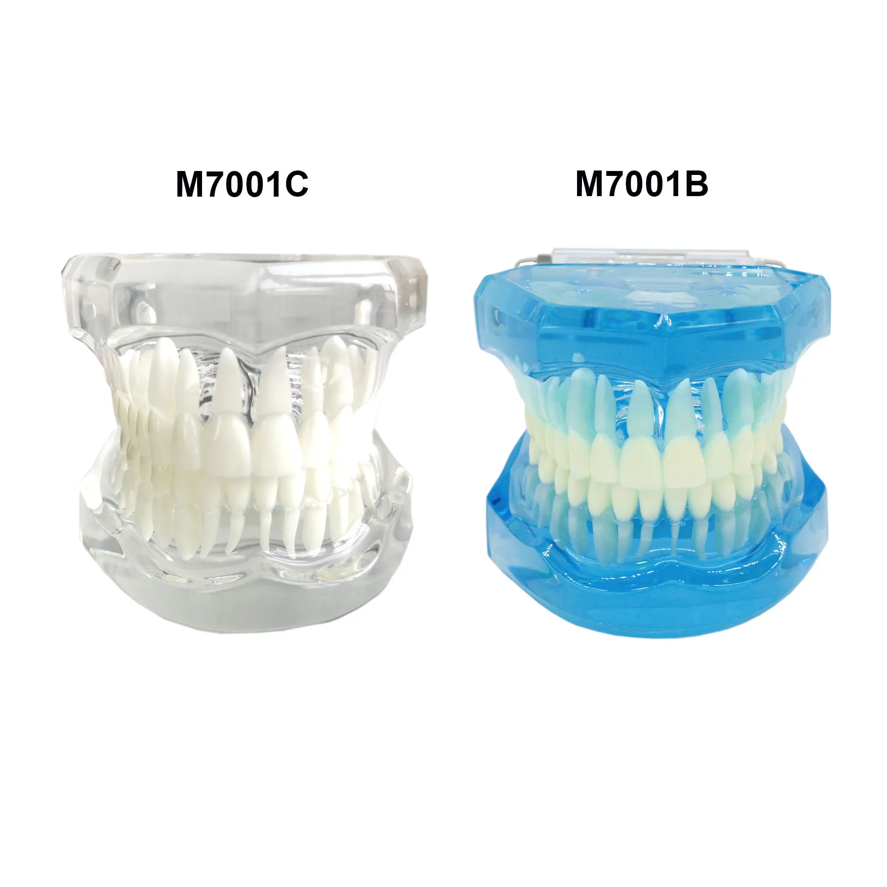 Dental 1:1 Standard Typodont Adult Teeth Model For Dentistry Teaching Studying Brushing Flossing Demo M7001 Blue/Clear