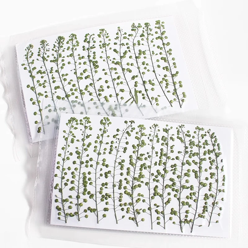 ดอกหญ้ากรีนเบลล์สีธรรมชาติ แห้งแบบกด สำหรับงาน DIY งานฝีมือ กรอบรูป ที่คั่นหนังสือ เครื่องประดับเรซิ่น และงาน Scrapbooking