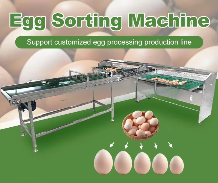ماكينة تصنيف البيض بقدرة 2000-30000 ساعة، ماكينة فرز وزن الدواجن الصناعية، معدات تربية الدواجن