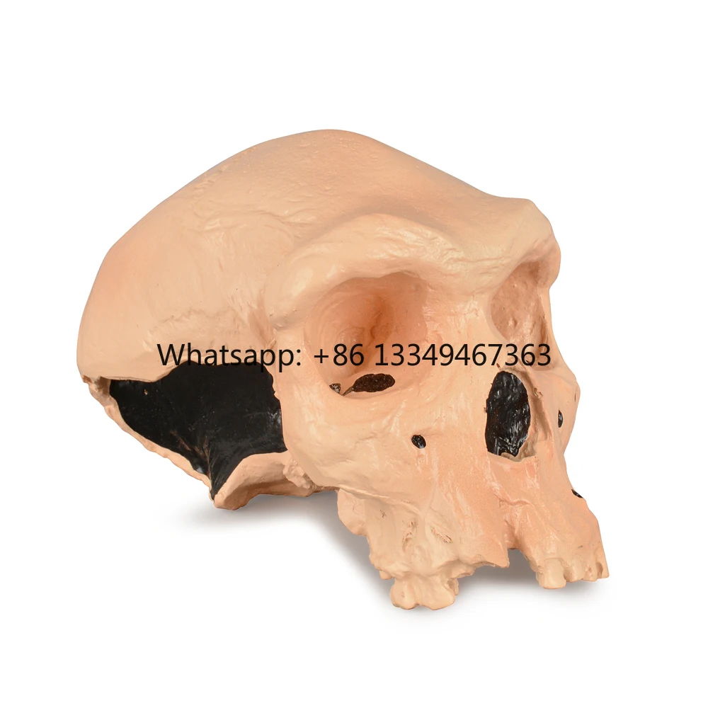 modele-de-crane-pour-la-demonstration-educative-expedition-rapide