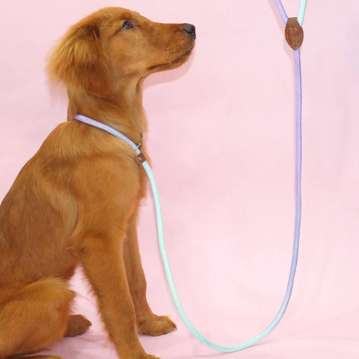 A colorful pet dog leash for indoor and outdoor use