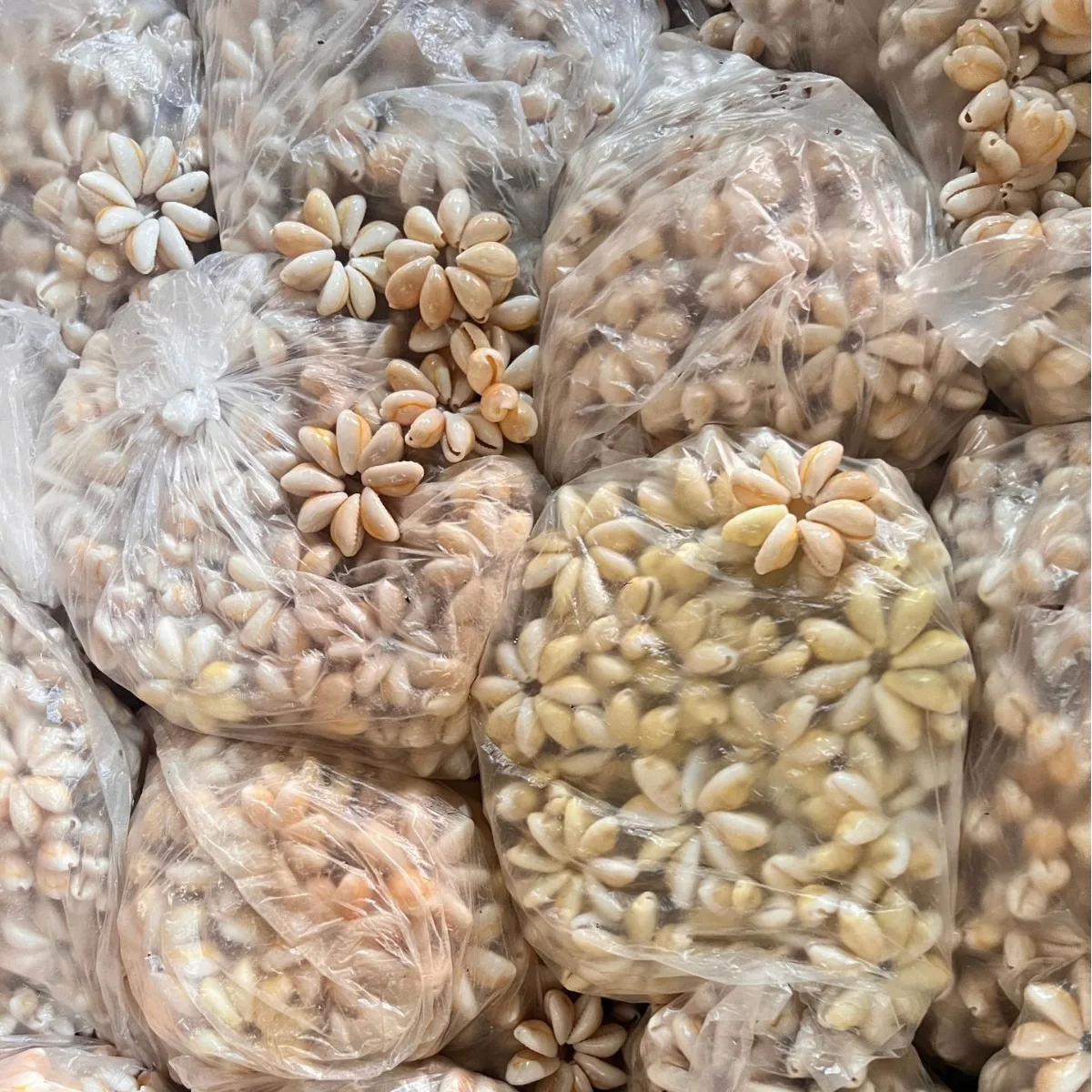 بتلات ذات حافة ذهبية، محارة طبيعية شبه نهائية مصنوعة يدويًا، مصنوعة يدويًا، بتلات حافة ذهبية شبه نهائية شبه نهائية