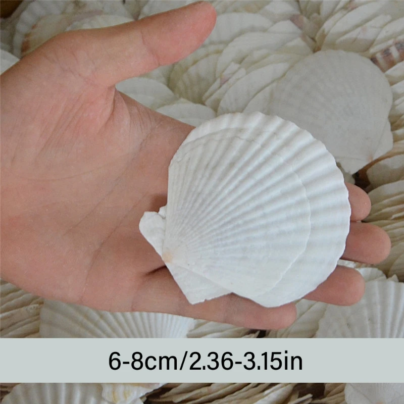 20 Count Large White Seashells for Creative Decoration Ocean Parties and Home Embellishments 6-8cm Scalloped Shells