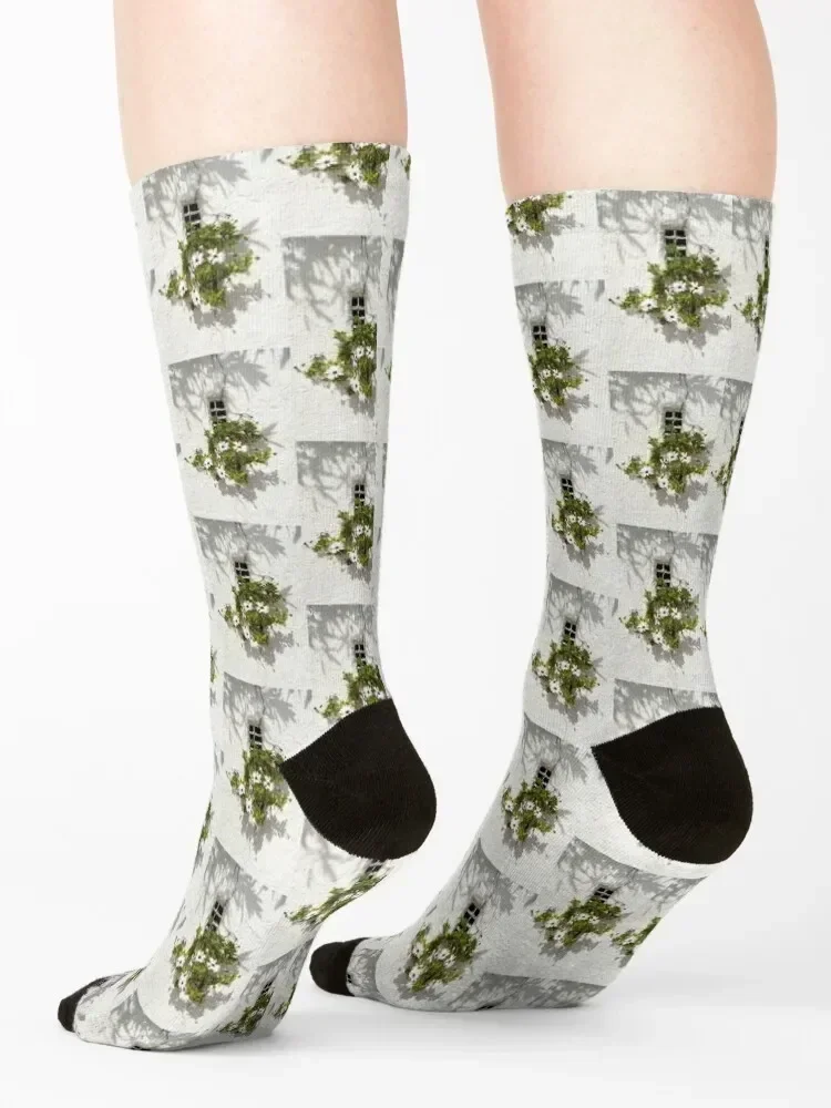 Special Gardening Creativity - Instantly Adorable African Daisies on a Stucco Wall Socks luxe designer brand Socks Ladies Men's