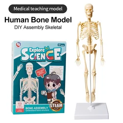 Joints Of Human Organ Bone  Model DIY Assembly Skeletal Removable Structural Skeleton For Medical Teaching Purposes