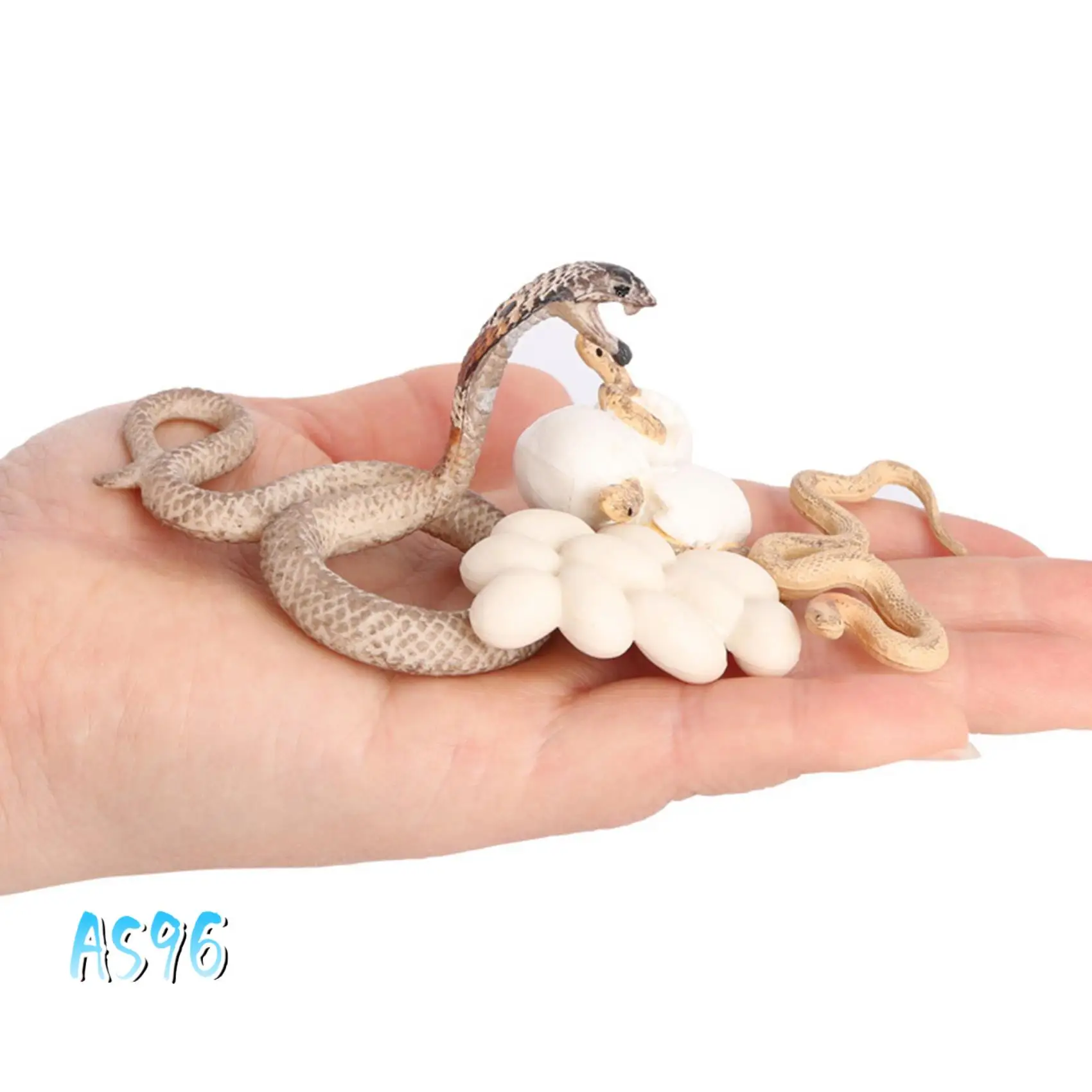 AS96-Realistic Animal Life Growth Cycle Biological Model Toys Snake Growth Cycle Biological Model