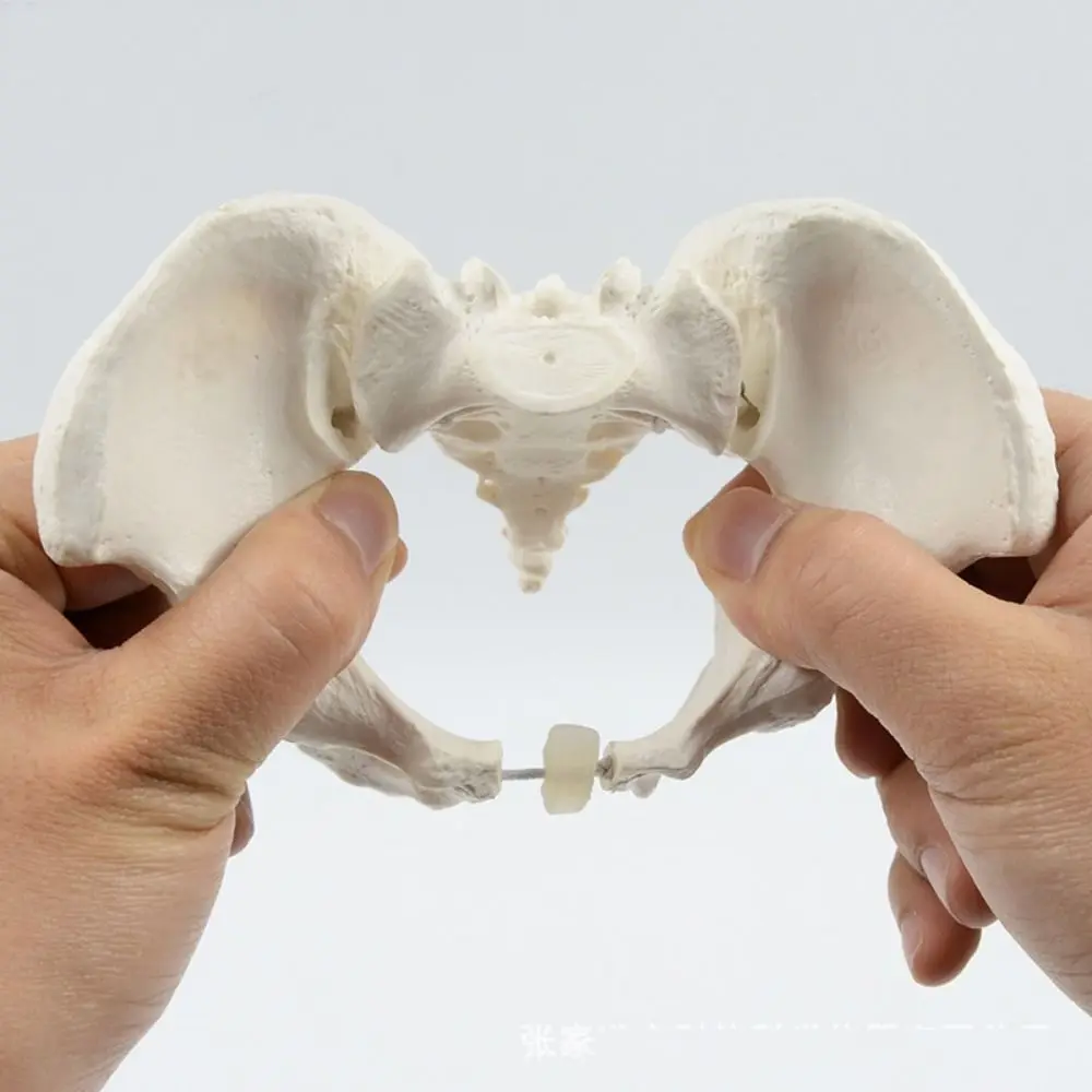1:2 Size Pelvis Mini Pelvis Model Movable Femur Heads Flexible Hip Bone Anatomical Model Educational Tool High Quality