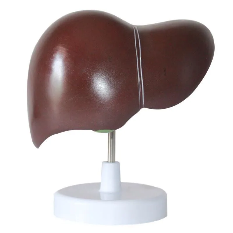 

Human Liver Pathological Anatomical Model Medical Adult Anatomy School Teaching Display Tools Model