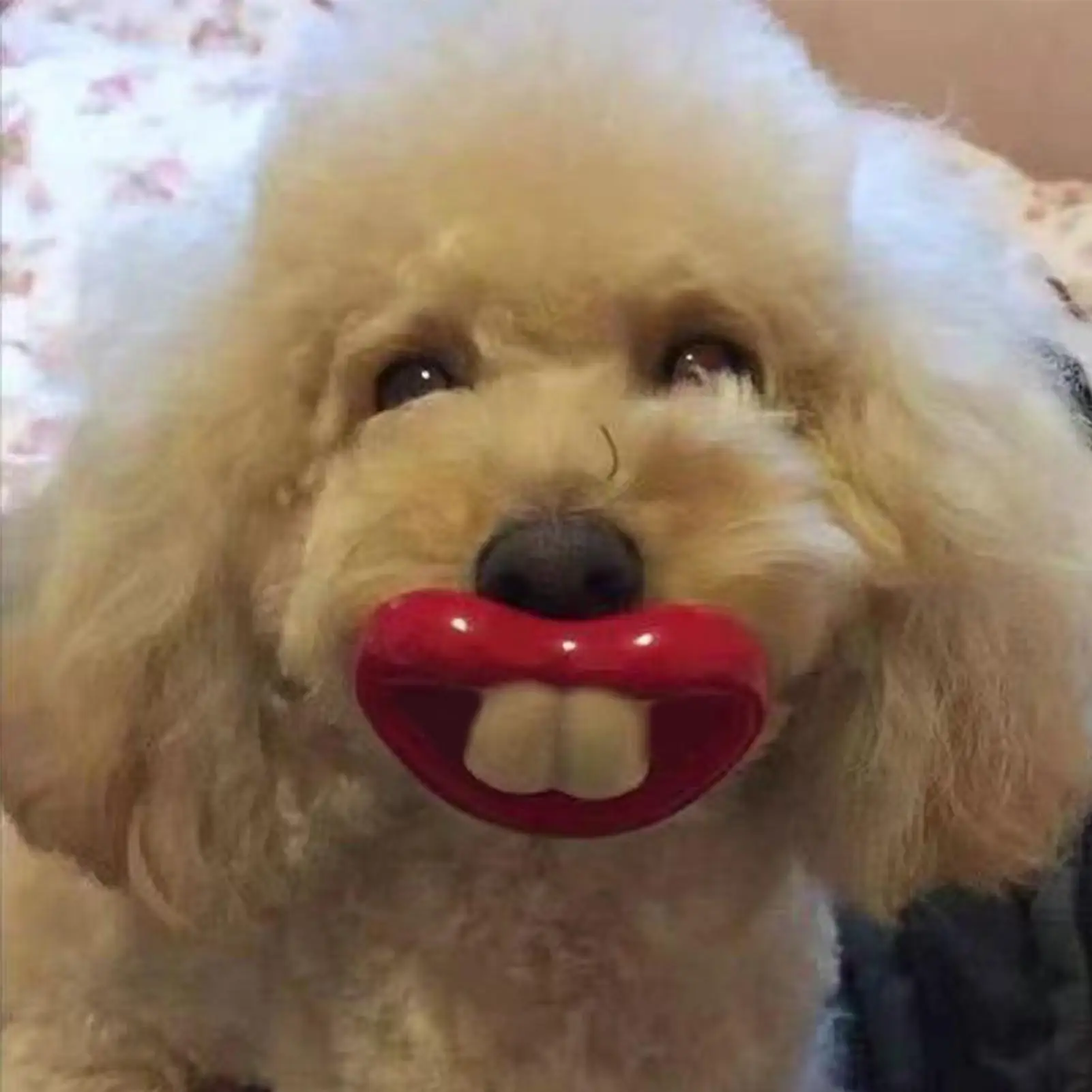 Silikon für Hunde, lustiger Hund, rote Lippen, Silikon-Kauspielzeug, weich, Gesundheitspflege, Zahnen, Haustier-Beißring für kleine Hunde