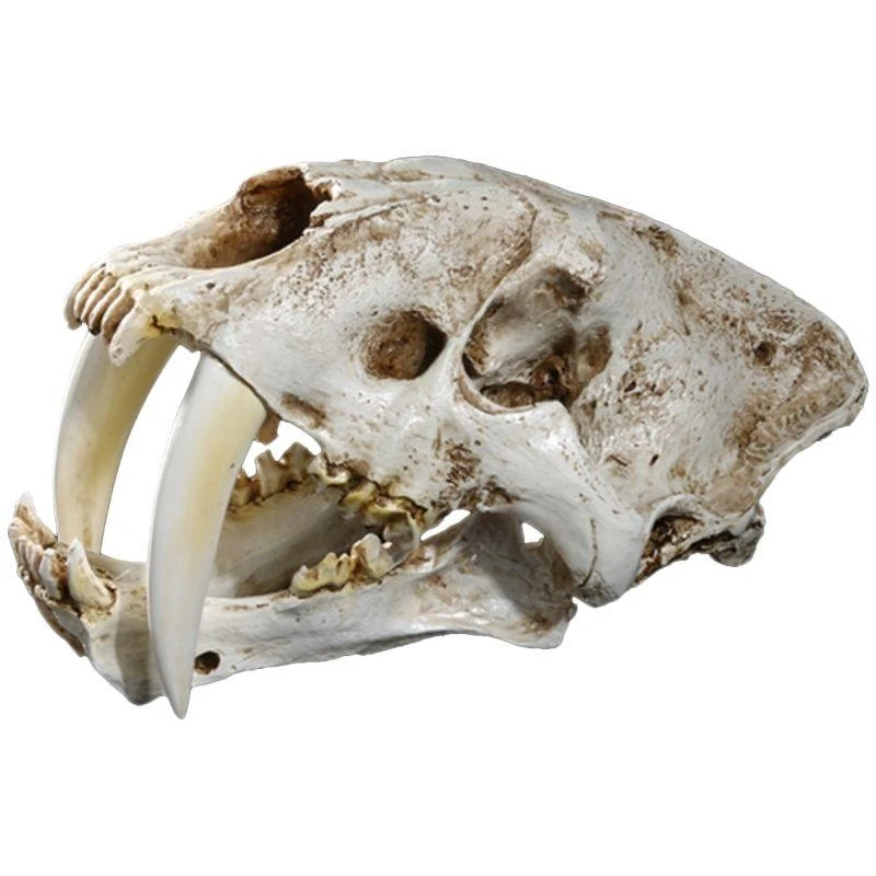 W89C 1: 1 Saber-Tother Resin Skull for Head Model Home Bar Decor