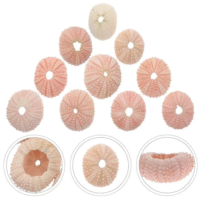 10 قطعة البحر قنفذ قذيفة قذائف الهواء بحري شاطئ القنص الزينة عصاري حوض السمك لتقوم بها بنفسك الحرف المحيط هدية (أنماط عشوائية)