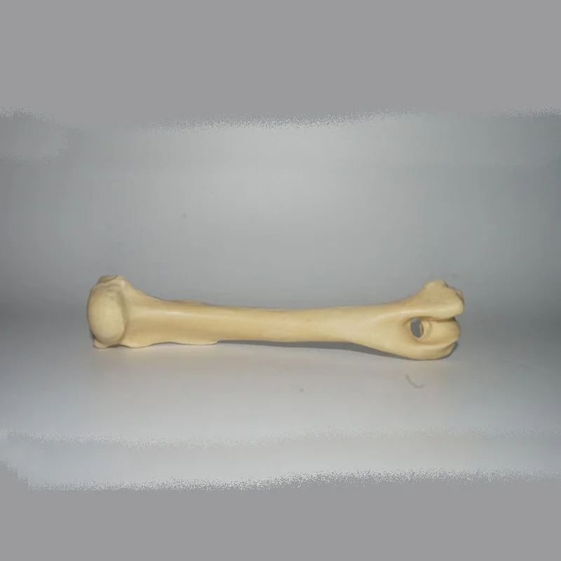 

Bone Anatomy Anatomical Canine Dog Skeleton Model