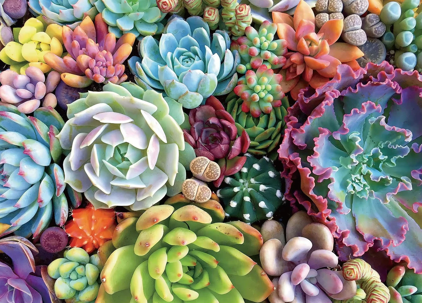 

Succulent Plants 500/1000/1200/2000 PCS Jigsaw Puzzles Family Activity Games for Gameroom Bedroom Gifts Home Decor