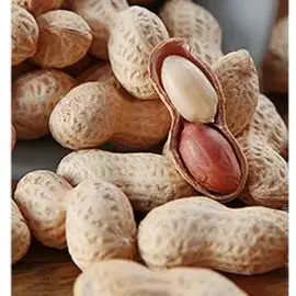 Cashew Trockenfrüchte Röster Nüsse Multifunktions-Röstmaschine Kommerzielle Erdnuss-Walnuss-Röstmaschine