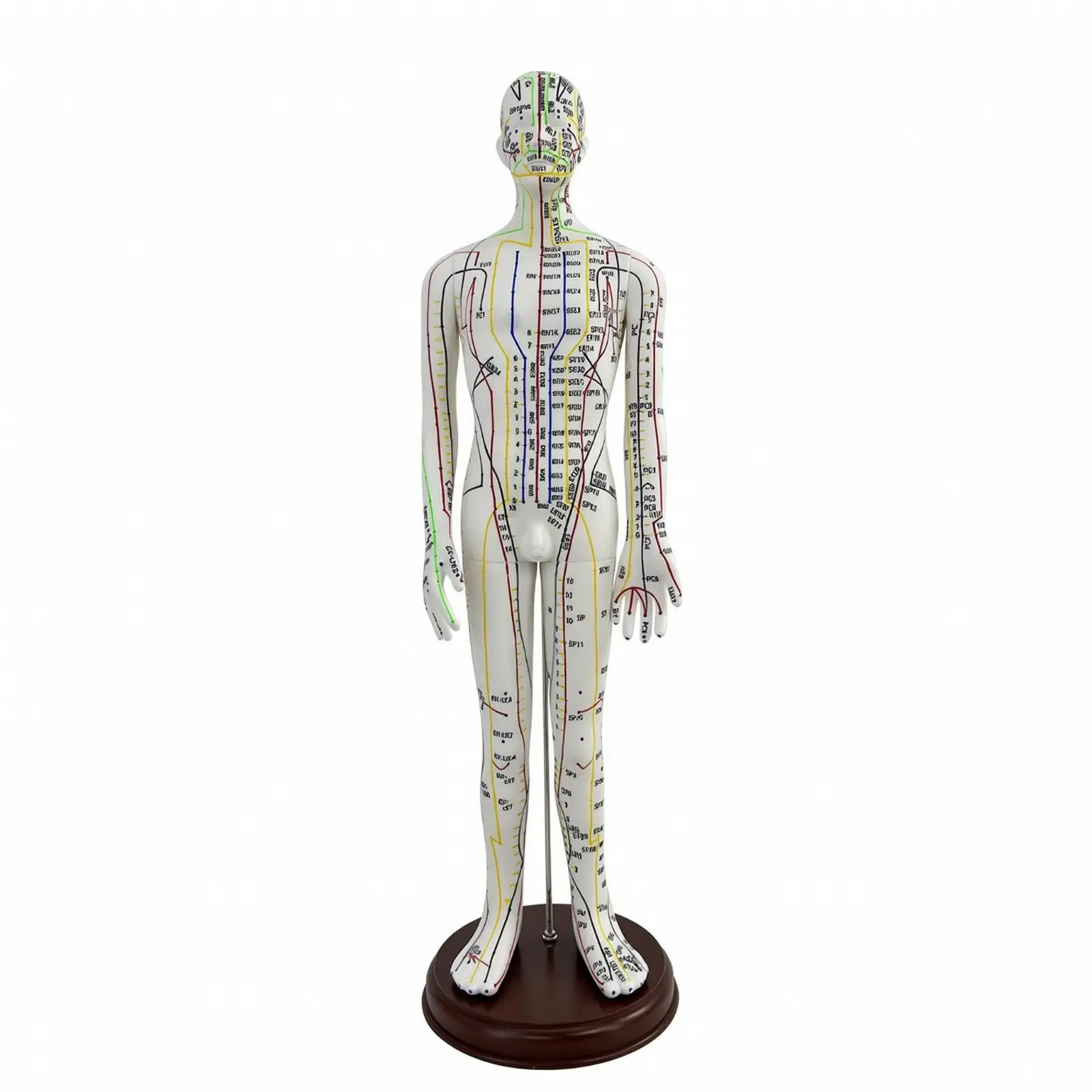 Easy to Read Meridian Model with Base | Soft PVC, acupressure Human Body Model,