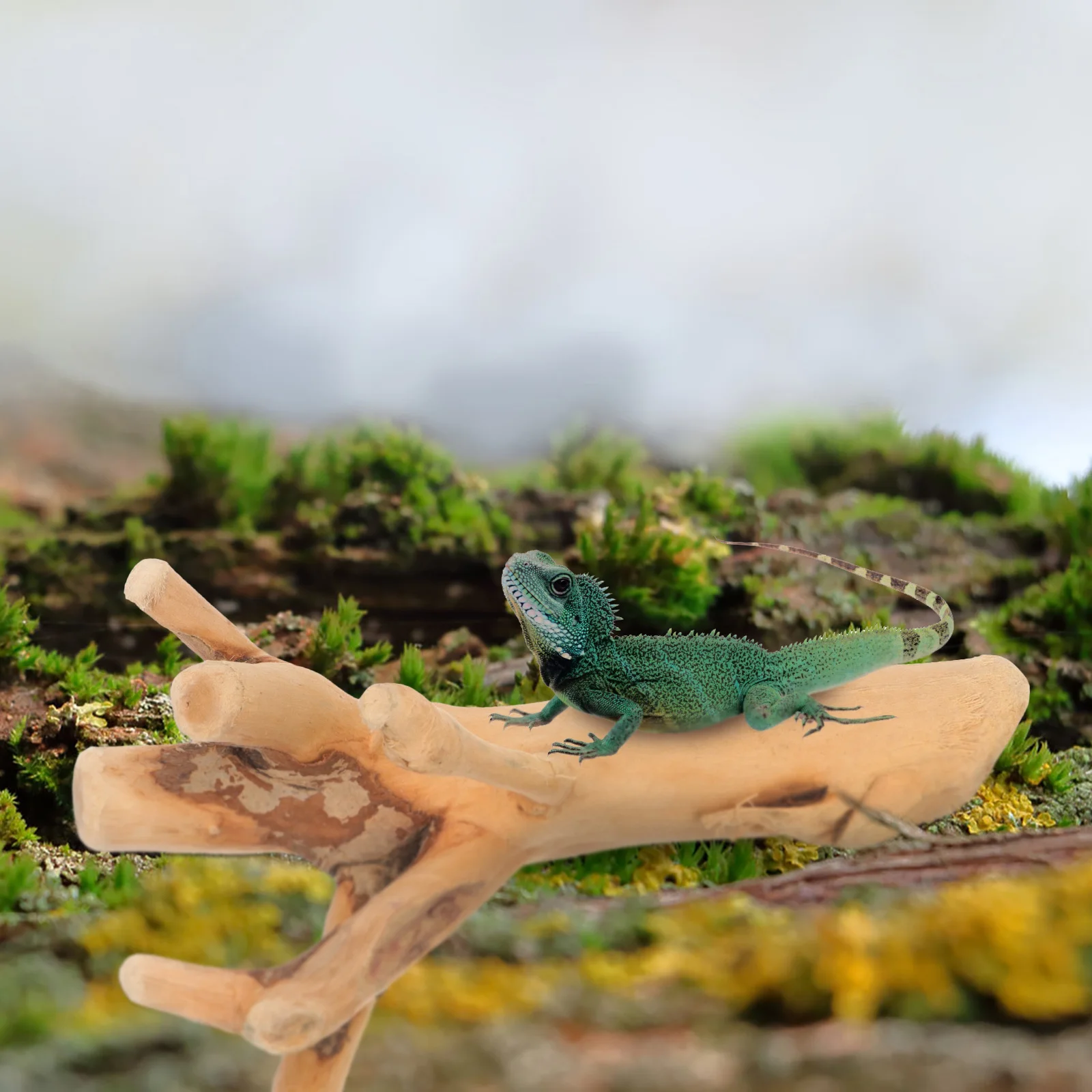 

10Pcs Aquarium Decor Driftwood Natural Wood Material Branch Assorted Fish Tank Decorations Creative Unique Home Landscaping