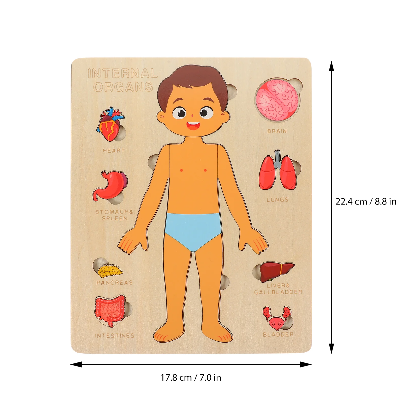 Toys Human Body Structure Puzzle Childhood Teaching Aids Model Children Organs Learning Anatomy Wood Puzzles