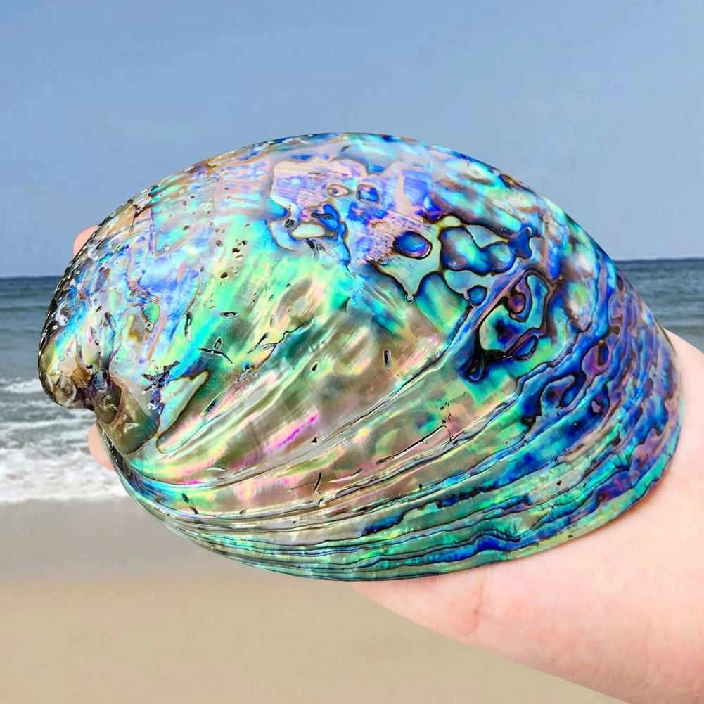 New Zealand Symphony Abalone Natural Polishing Conch Specimen Jewelry Display Stand Aquarium Landscapng Beach Weding Decor