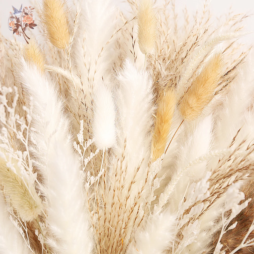 ดอกไม้แห้ง 65 ชิ้น ช่อหญ้าแพมพ - Dried Pampas Bundle บทวิจารณ์และราคา