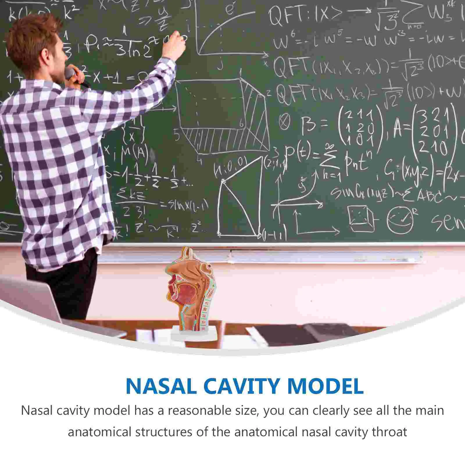 Modelo de anatomía bucal de la cavidad nasal humana para estudiantes de medicina Laringe normal y faringe Nariz Gola